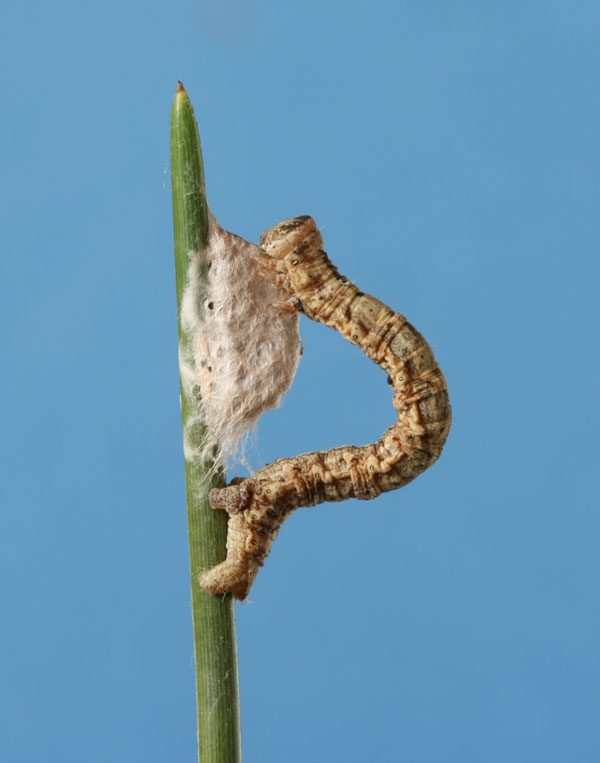 Bruco di geometride e Imenotteri Braconidae